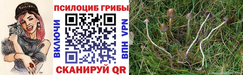 mega ТОР Железногорск Псилоцибиновые грибы Cubensis
